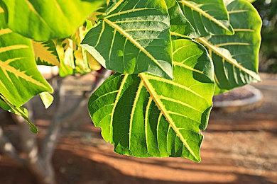 《合金装备5：原爆点》迎来发售十周年